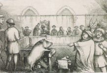 Schweine und Wühlmäuse unter Anklage