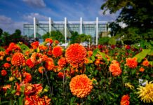 Die BUGA-Blühwunder nach Hause holen