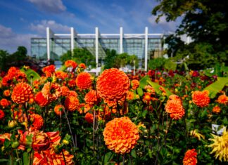 Die BUGA-Blühwunder nach Hause holen