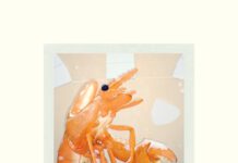 Jedes Türchen ein Pläsierchen: Der belesene Adventskalender