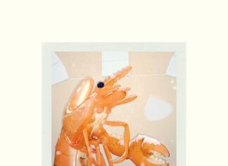 Jedes Türchen ein Pläsierchen: Der belesene Adventskalender