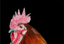 Eine Künstlerin und ihre Tiere