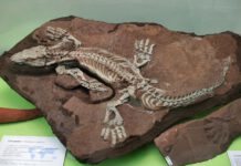 Entdecke die Urzeit!