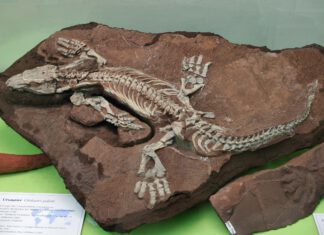 Entdecke die Urzeit!