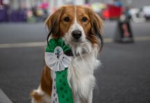 Tierisch was los zur Rassehunde- und Rassekatzen-Ausstellung am 3. und 4. Juni in der Messe Erfurt