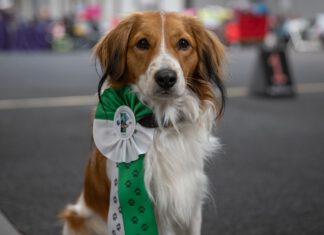 Tierisch was los zur Rassehunde- und Rassekatzen-Ausstellung am 3. und 4. Juni in der Messe Erfurt