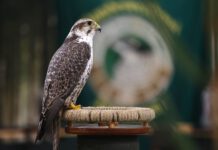 Hufgetrappel, Jagdhornklänge und Petri Heil locken zur Messe Erfurt