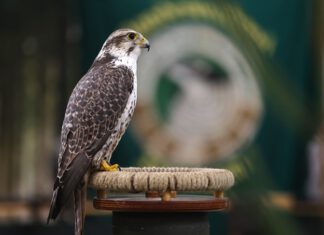 Hufgetrappel, Jagdhornklänge und Petri Heil locken zur Messe Erfurt