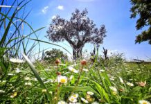 Die Achava-Festspiele in Erfurt