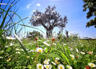 Die Achava-Festspiele in Erfurt