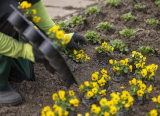 Frühling hält mit 160.000 Blumen Einzug im egapark