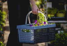 Wenn die Gartenlust erwacht