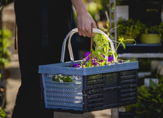 Wenn die Gartenlust erwacht