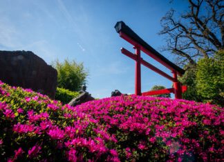 Ein Bär auf Südamerikareise, japanische Lebenskultur und Muttertag im egapark