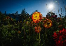 Mondausflug, Gartenerlebnisse und Herbstschönheiten