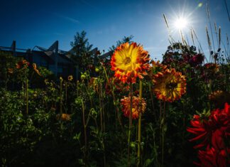 Mondausflug, Gartenerlebnisse und Herbstschönheiten