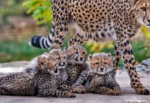 „Wir haben viel geschafft!“ – Ein Interview mit Jan Schleinitz (Direktor Thüringer Zoopark Erfurt)