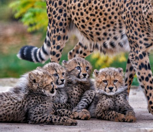 „Wir haben viel geschafft!“ – Ein Interview mit Jan Schleinitz (Direktor Thüringer Zoopark Erfurt)