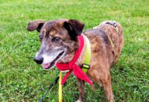 Bark Date: Ein Date mit den Fellnasen