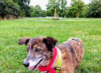 Bark Date: Ein Date mit den Fellnasen